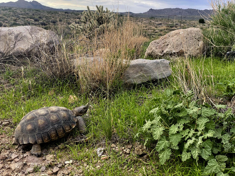 Recent rains have enabled many species of plant life to green up, allowing wildlife such as the desert tortoise to come out and forage on the abundant food supply on Aug. 12, 2022, in the Mojave National Preserve, Calif.