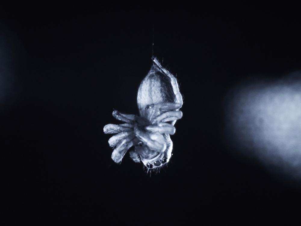 A recent study found jumping spiders exhibit REM sleep-like activity while resting.