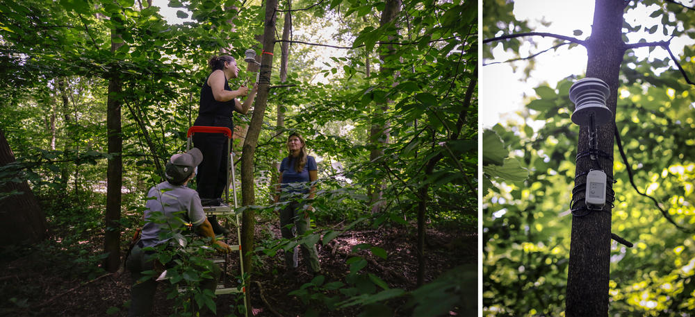 Climate-driven heat waves, heavy rain, intense drought and more-powerful hurricanes are putting stress on plants and animals in urban parks. In New York City's Central Park, park caretakers are reacting by turning to science. The Central Park Climate Lab launched this year and will gather weather and climate data from across the park. Here, lab and park employees install heat sensors in the park.