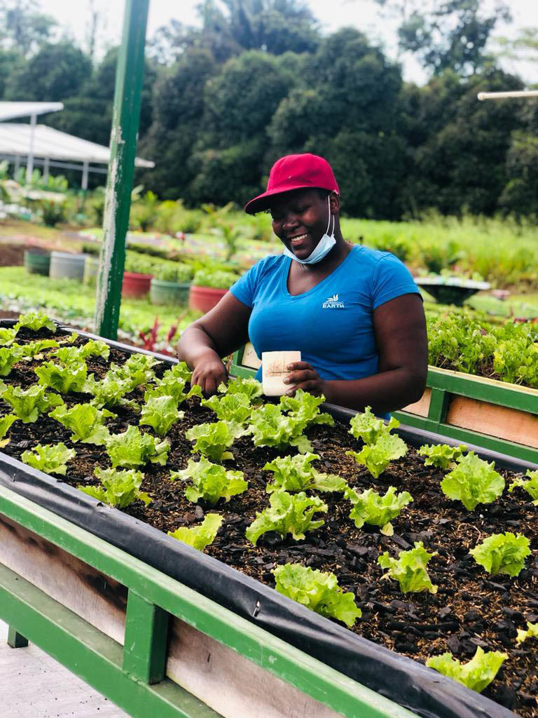 Tawonga Zakeyu applies fertilizer to lettuce crops as part of her coursework at Earth University.