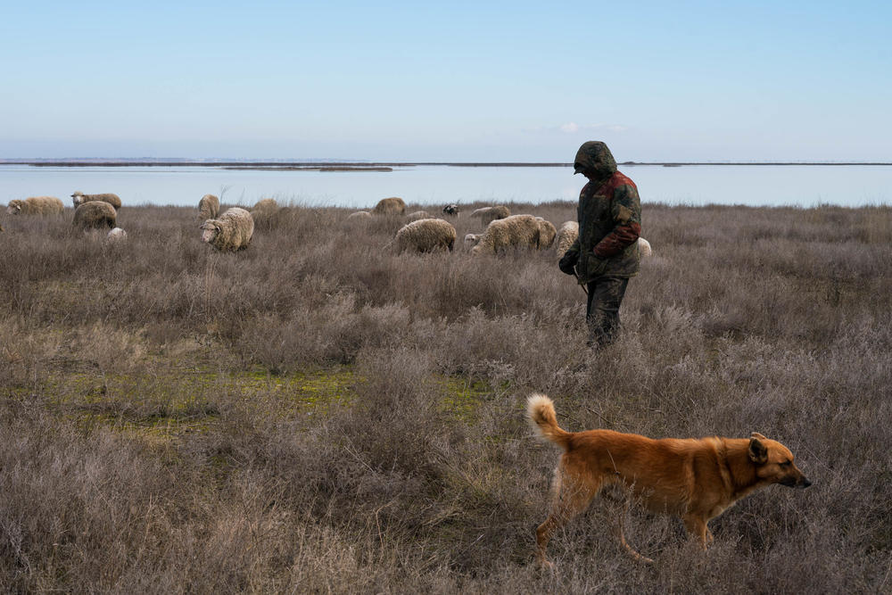 A man herds sheep in Kherson region, near Crimea, in February. The area is now occupied by Russia.