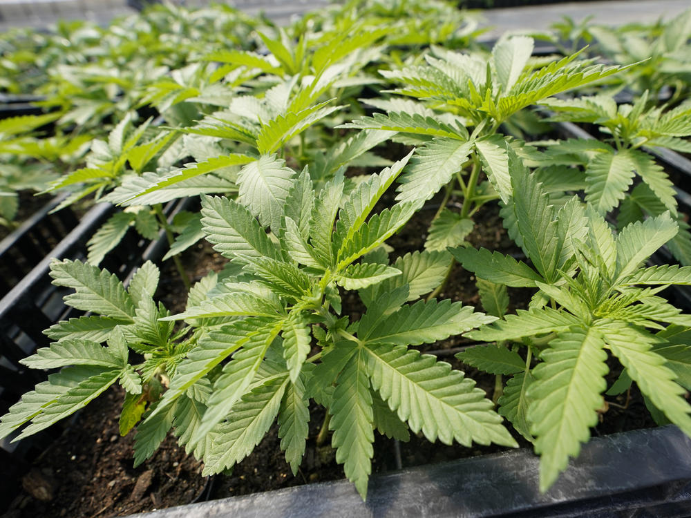Marijuana plants for the adult recreational market are seen in a greenhouse at Hepworth Farms in Milton, N.Y., Friday, July 15, 2022.