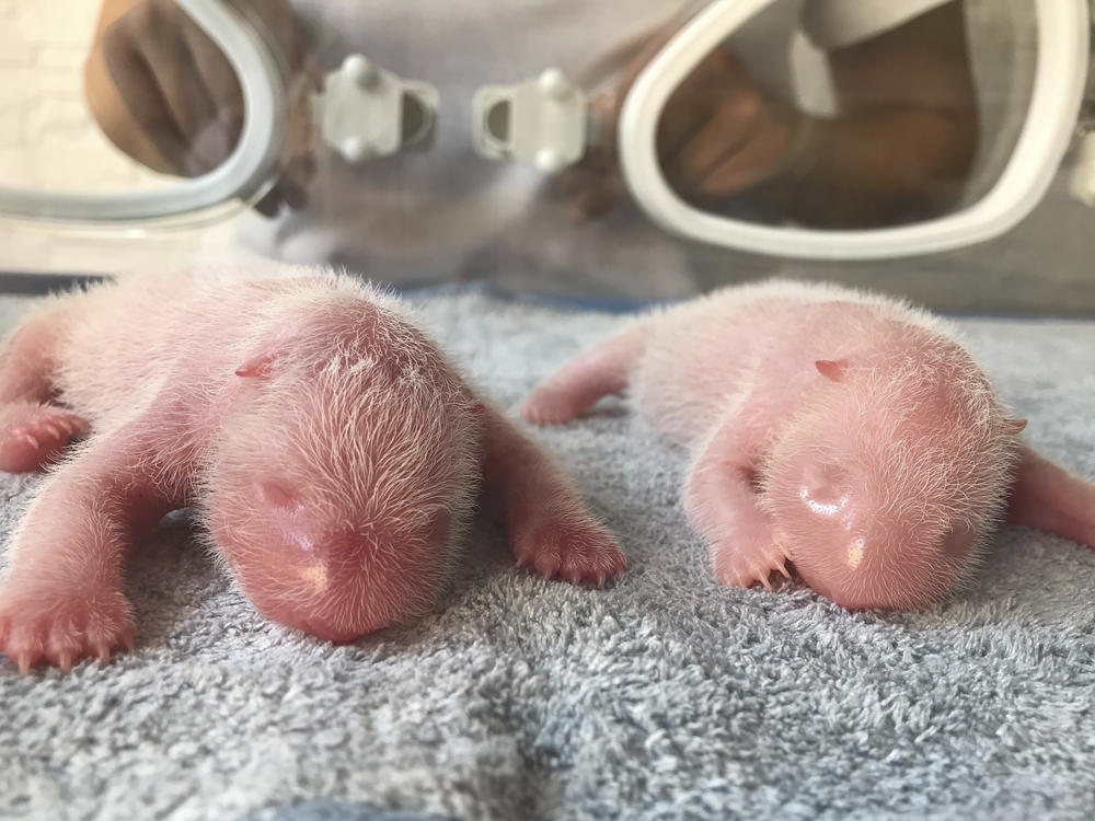 This photo taken at the Qinling Giant Panda Research Center, shows newly born twin panda cubs, male at left and female at right, in Xi'an, in northwestern China's Shaanxi Province.