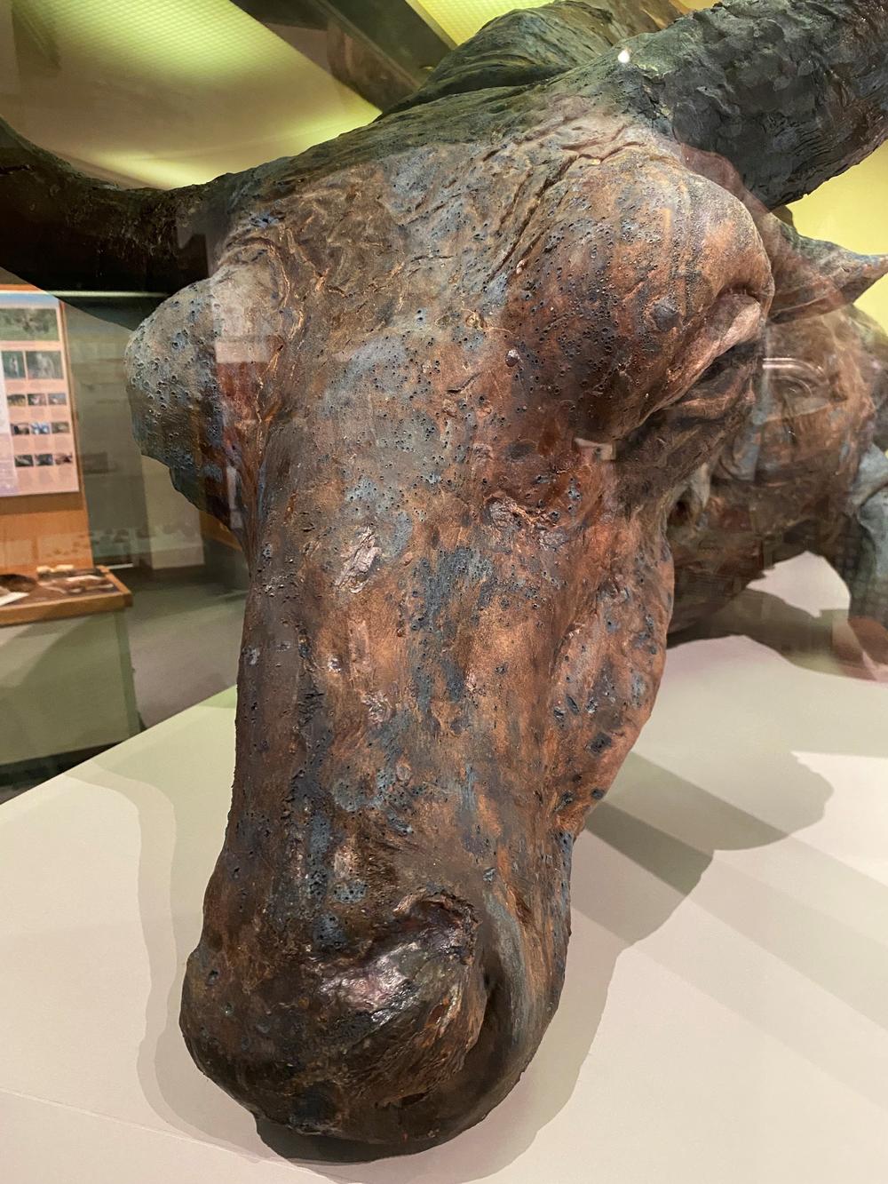 A close up view of Blue Babe, which is part of a permanent exhibit at the University of Alaska Museum of the North.