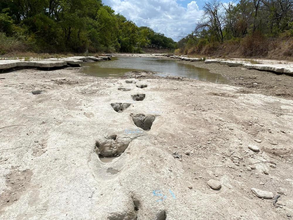 Dinosaur Valley State Park is home to many dinosaur tracks, but when drought conditions caused Paluxy River to dry up, it revealed tracks that are usually not visible.