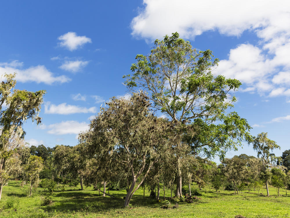 The manchineel tree is the most dangerous tree on the planet. A single bite of the fruit can lead to death, and touching the bark, sap or leaves results in painful blisters.