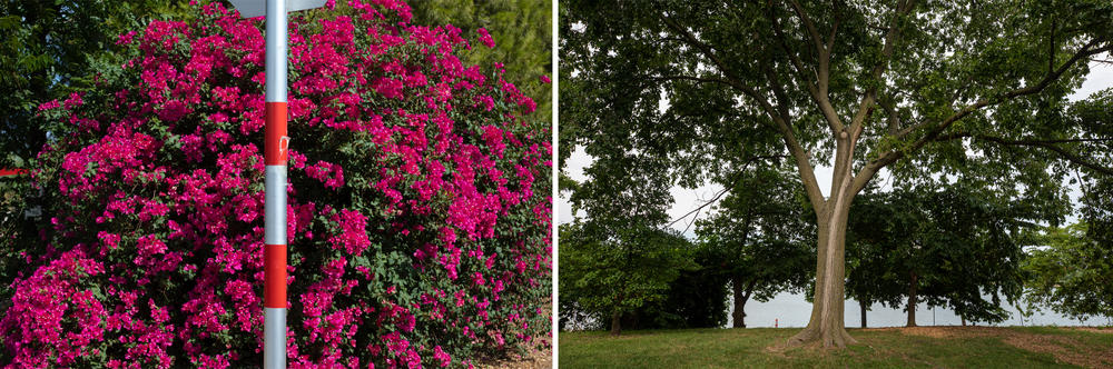 Supporting native plants can help parks be more resilient. 