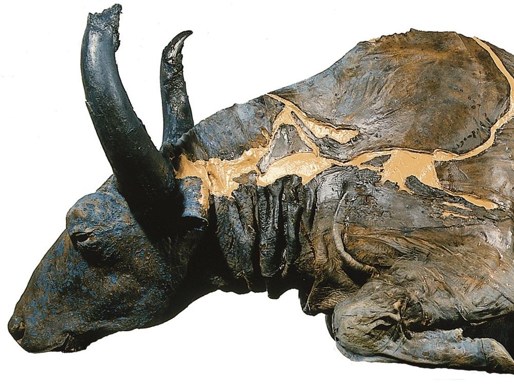 Gold miners discovered the mummified Steppe Bison now called 
