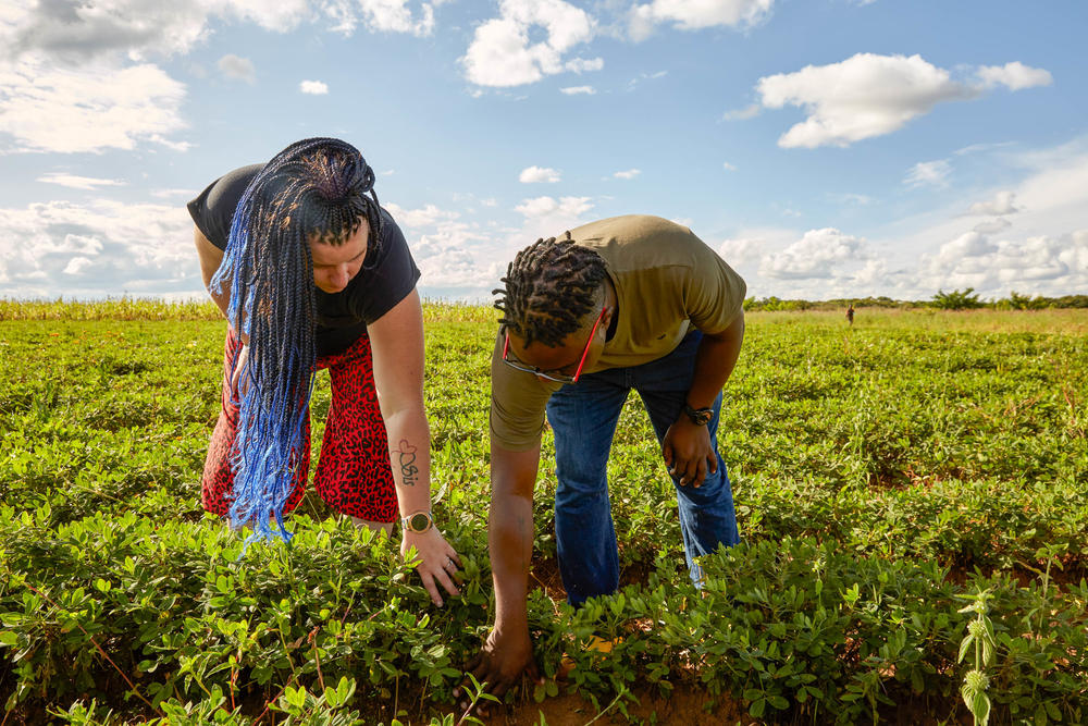 Fiona and Patrick tend to groundnuts in one of the fields at their Malawi farm.