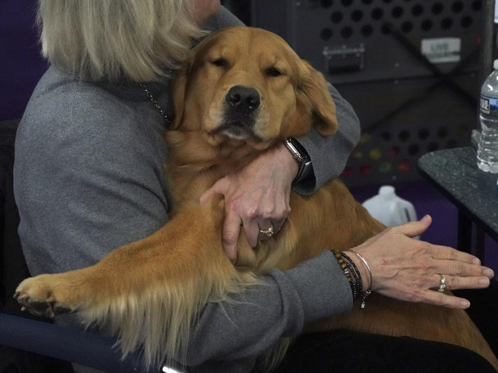 A new study claims that dogs exhibit emotional tearing like humans do.