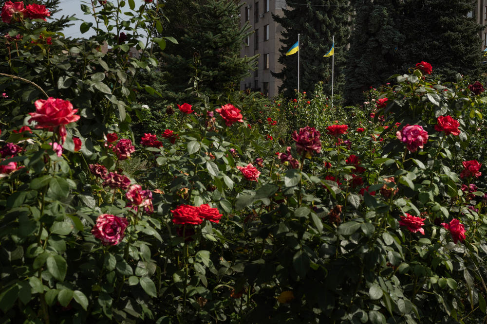 A bed of roses grows in the central square in Slovyansk.