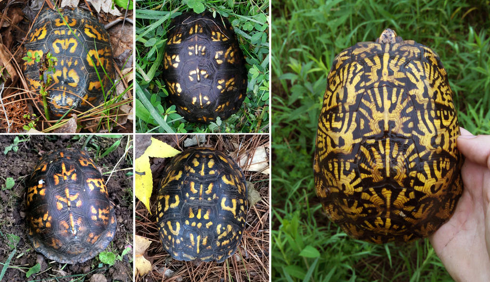 Box turtle shell markings come in many different patterns.