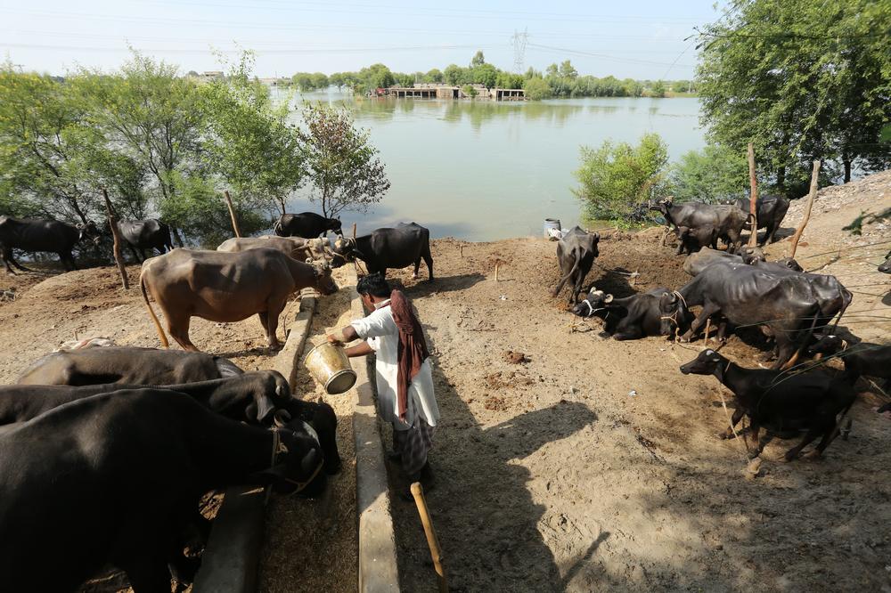 A villager feeds his buffaloes on dry ground after floods in the Dera Ghazi Khan district of Punjab province on Aug. 29.