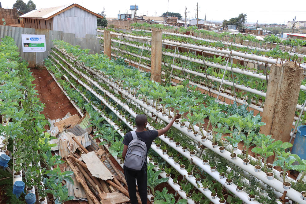 Kevin Abuya works on Victor Edalia's expanded urban farm, which now provides free vegetables to hundreds of families each month.