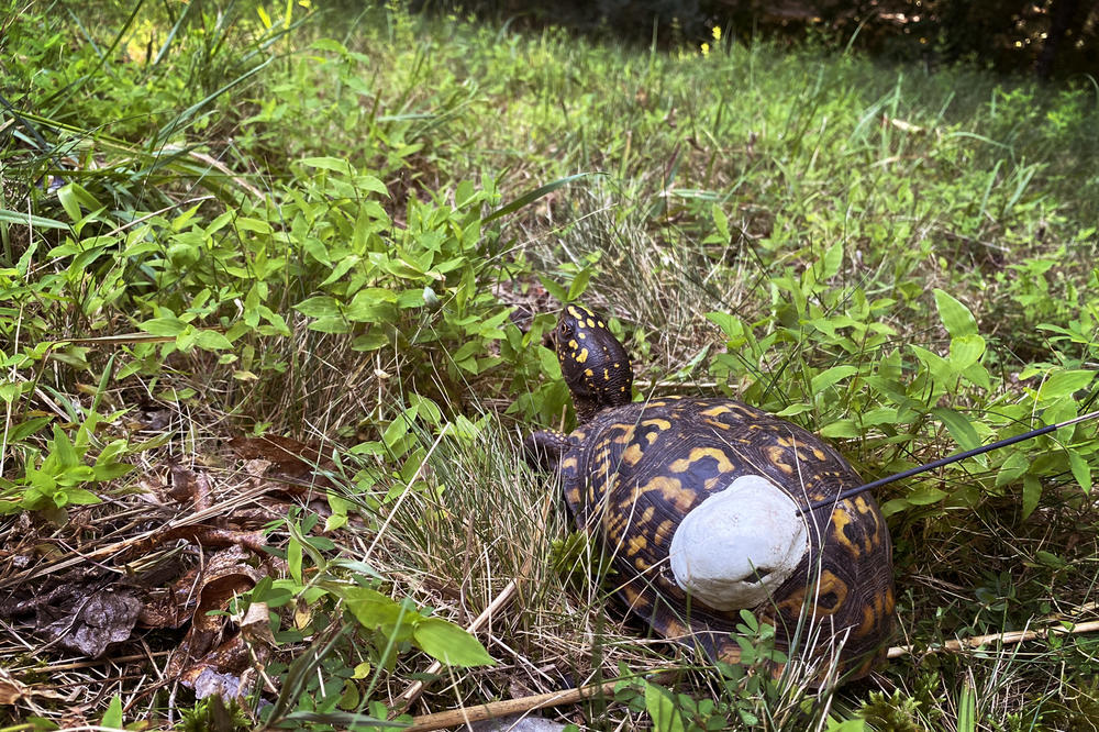 One way the project is tracking individual turtles is through radio transmitters attached to the turtle's shell.