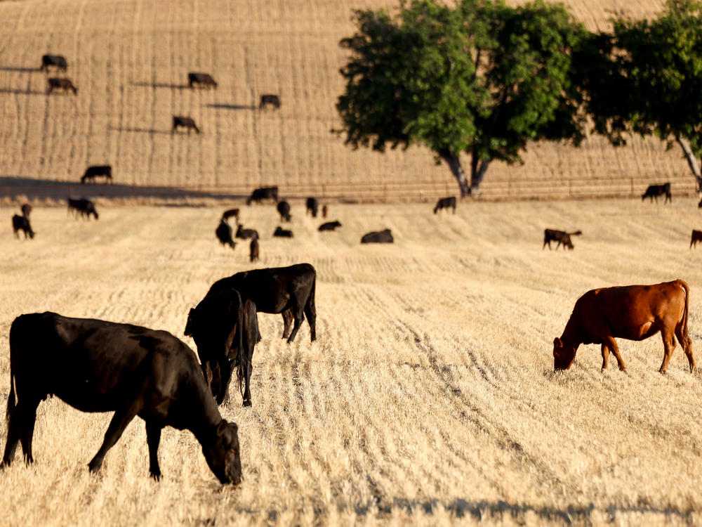 Cattle graze amid drought conditions near Ojai, Calif., on June 21. Drought in parts of the country have forced some ranchers to slaughter their cattle early, leading to a drop in beef prices that will only be temporary.