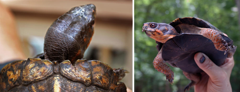 Left: Notches filed along the rim of a turtle's shell allow it to be identified by researchers over time.