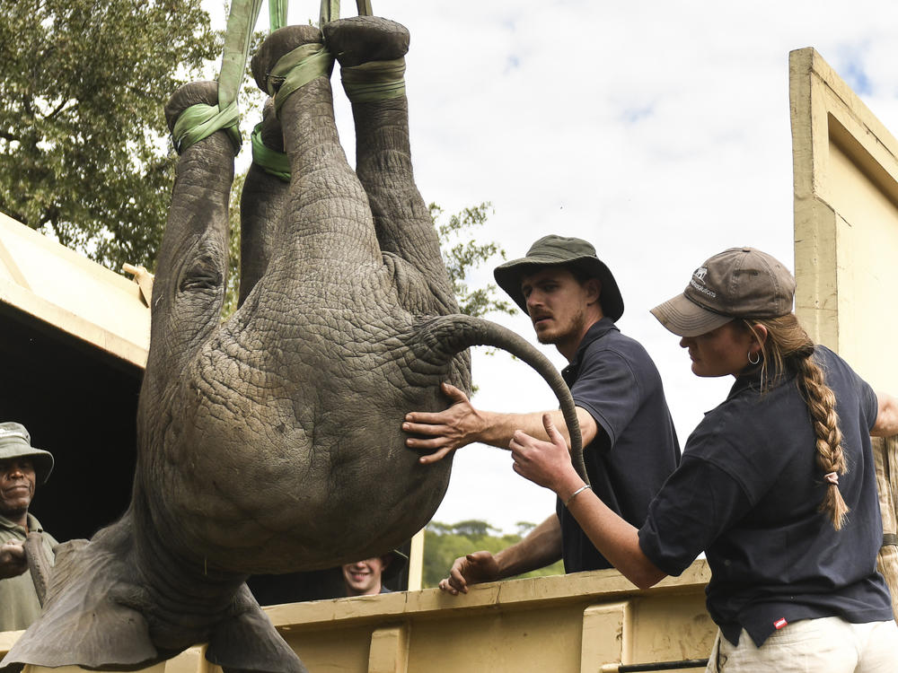 An elephant is hoisted into a transport vehicle at the Liwonde National Park southern Malawi, July 10 2022. In neighboring Zimbabwe, more than 2,500 wild animals are being moved from a southern reserve to one in the country's north.