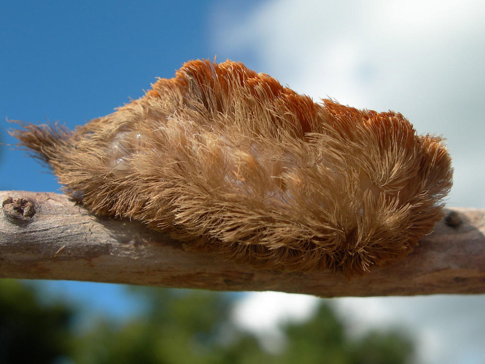 The puss caterpillar has venomous barbs along its hairy body. A sting from the insect causes extreme pain and can result in blisters that can last for weeks.