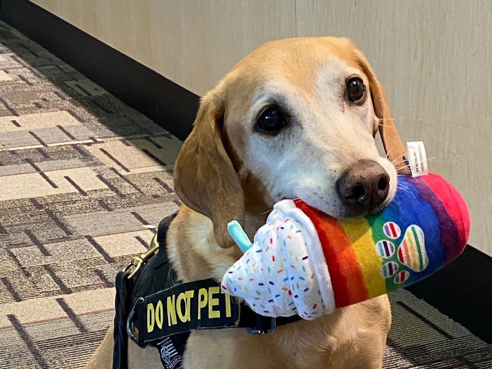 Eebbers, an 11-year-old explosive detection canine, has retired after nearly a decade of service.