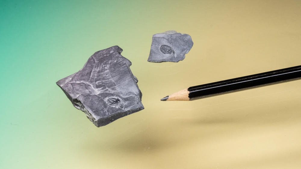 These tiny trilobite fossils from Utah are smaller than a centimeter.