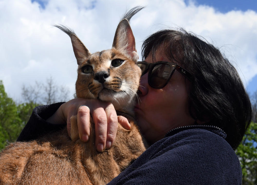 Svitlana Vyshnevetska, vice director at Feldman Ecopark, embraces a caracal in Kharkiv on May 2.