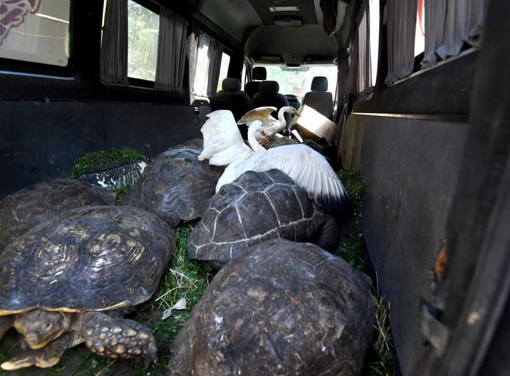 Tortoises and swans are loaded into a van for evacuation from Feldman Ecopark on May 2.