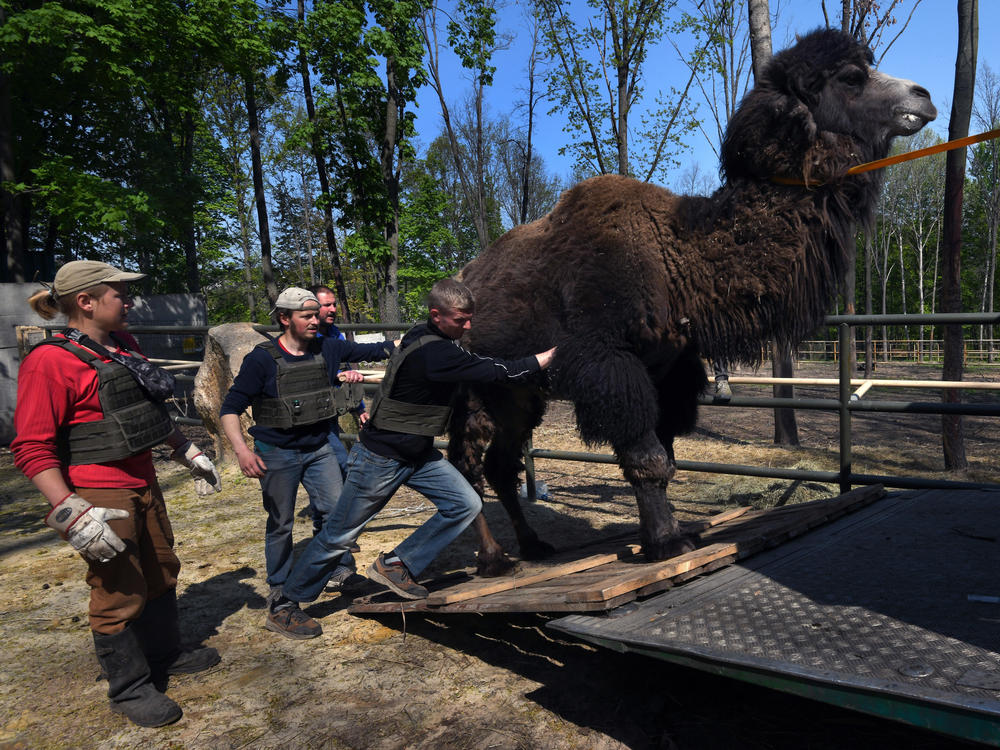 Staff and volunteers load a camel into a vehicle to be evacuated from Feldman Ecopark in Kharkiv, Ukraine, on May 4. The zoo has been shelled repeatedly during the Russian invasion. At least five staff or volunteers were killed and nearly 100 animals at the zoo died as of April.