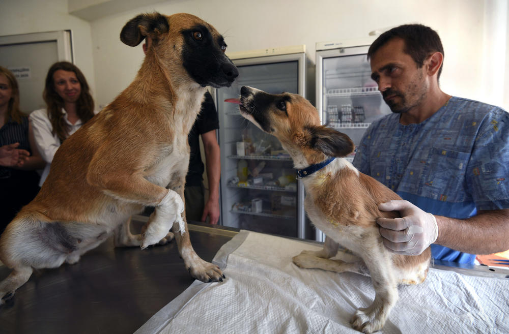 Glasha (left) and one of her puppies at an animal shelter in Dnipro on July 8. Glasha was at the site of an explosion after a rocket attack on Dnipro. She was found injured with a broken paw and numerous scratches. The next day, Glasha's puppies were pulled from under the rubble. They are in shock, and one has a hip fracture.