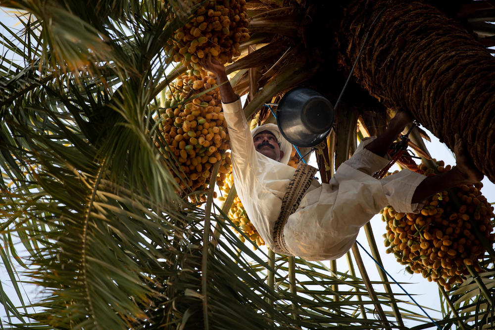 A farmer climbs a date tree at Abdul Aziz Al-Twegry's Hadhim Dates farm in Buraydah, Saudi Arabia, on Aug. 4, 2019.