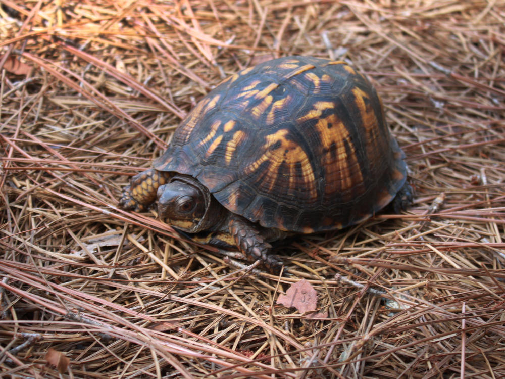 A few long-term studies of box turtles have documented population declines over decades, but those looked at one small area, not a vast state like North Carolina.