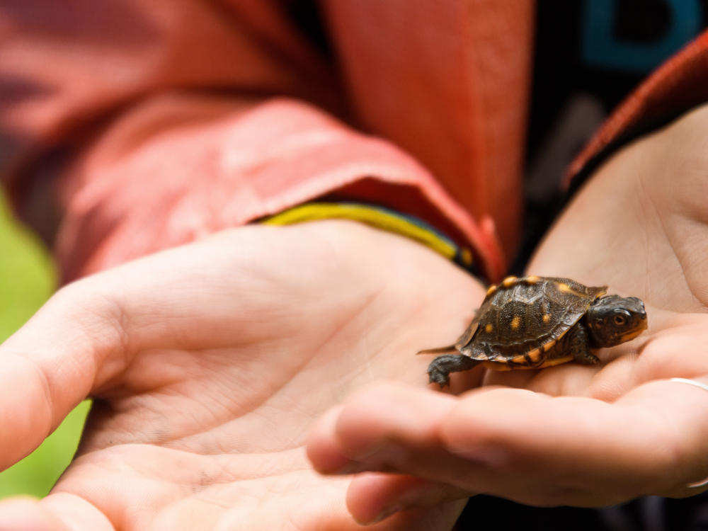 Somers holds a baby box turtle, which could live to be 100 years old. The Box Turtle Connection plans to study turtles like these for at least the next century with the help of dedicated volunteers.