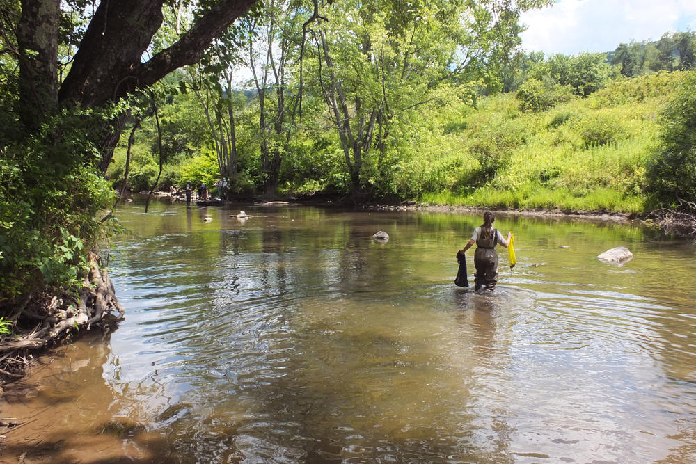 A wildlife technician with New York State Department of Environmental Conservation returns two hellbenders to the rocks in the stream where they live.