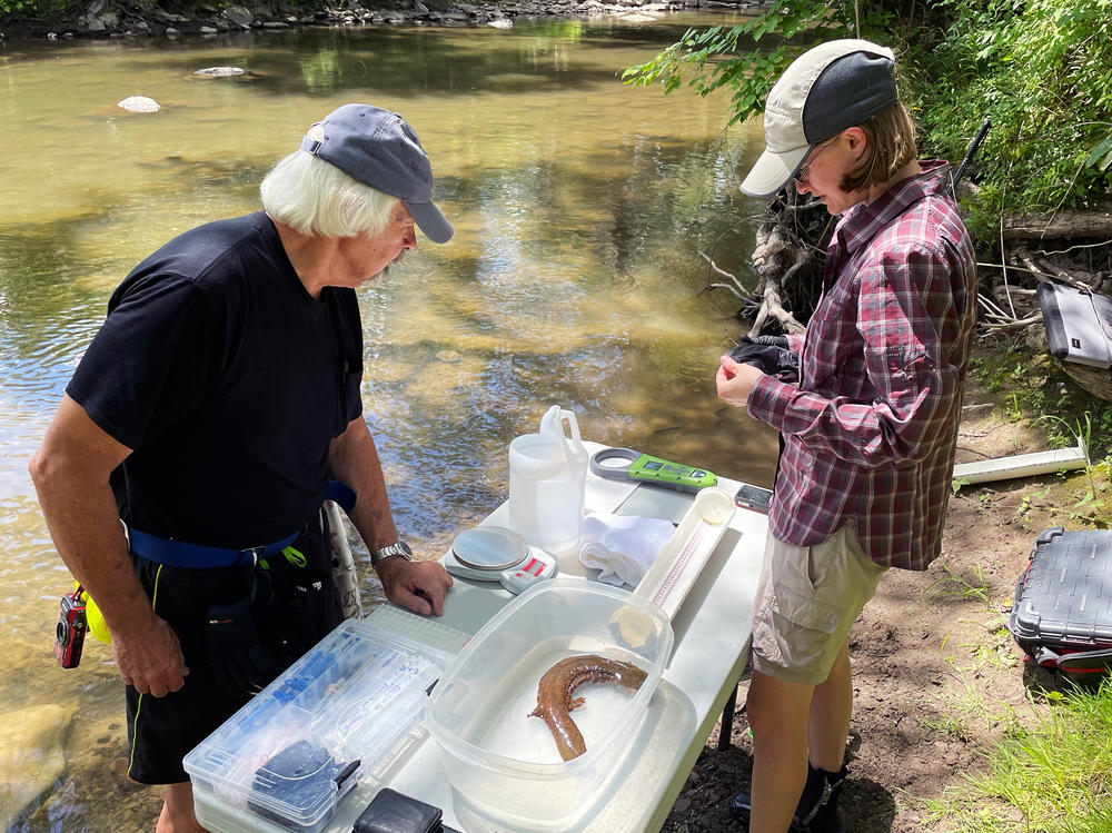 Peter Petokas, from the Clean Water Institute at Lycoming College, and Michelle Herman, from The Wetland Trust, with a young hellbender they helped raise in captivity and released in 2018.