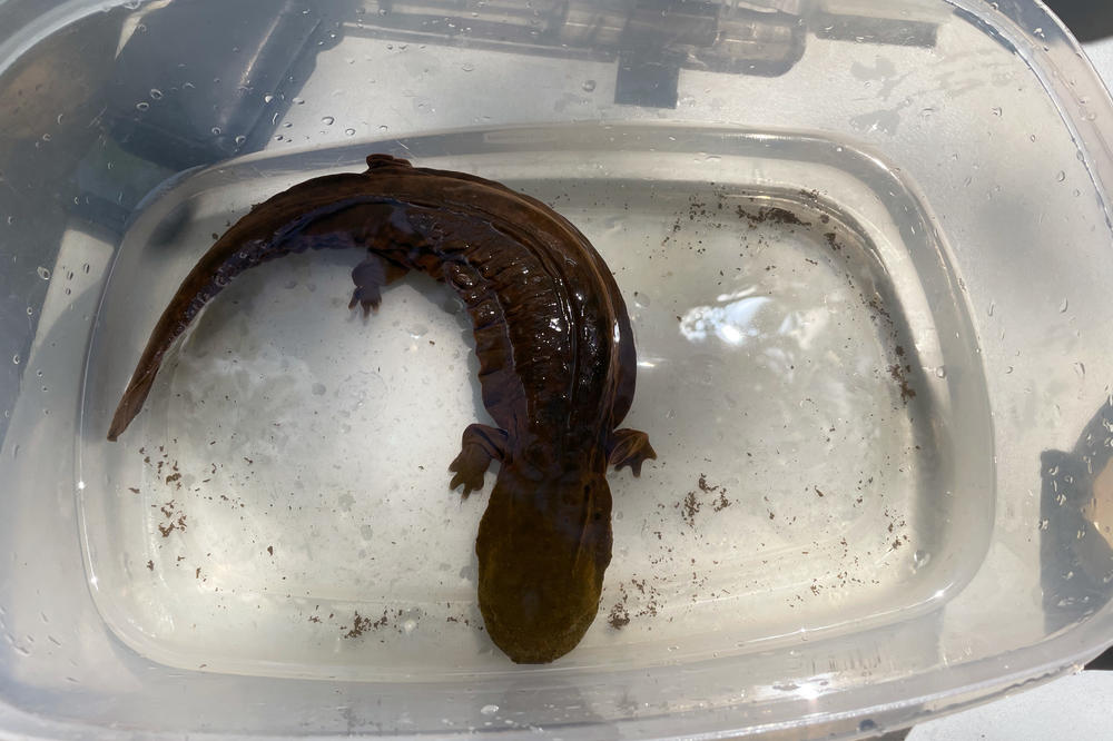 A hellbender waits for its health check up in a container of river water. The animals are fully aquatic and breathe through frilly folds that run along the sides of their bodies.