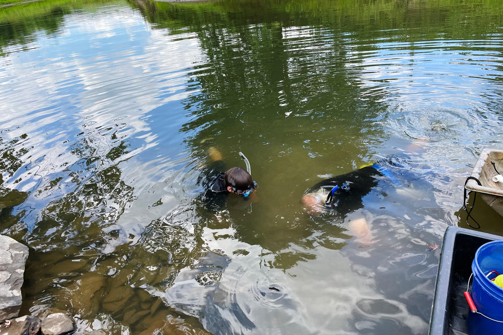 Hellbenders live under giant rocks in the streambed. Petokas and an undergraduate student use snorkel gear to try to find them.