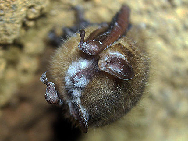 White-nose syndrome, a fungus that attacks bats during hibernation, is decimating bat populations across North America, including the tricolored bat pictured above.