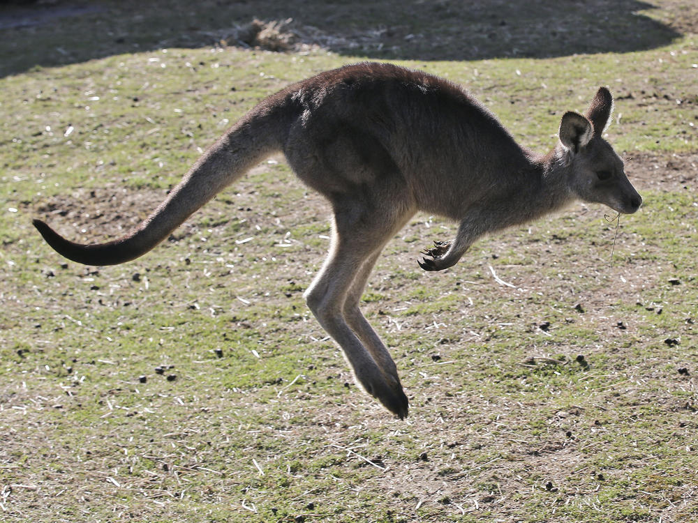 A grsy kangaroo hops along a hill side in the Wombeyan Karst Conservation Reserve near Taralga, southwest of Sydney, Australia, in August 2016. A 77-year-old man has died after a rare kangaroo attack in remote southwest Australia, police said on Tuesday.