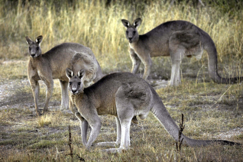 Gray kangaroos feed on grass near Canberra, Australia, in March 2008. Kangaroos don't do well in captivity and can become aggressive, says Tanya Irwin, who cares for macropods at the Native Animal Rescue service in Perth, Australia.