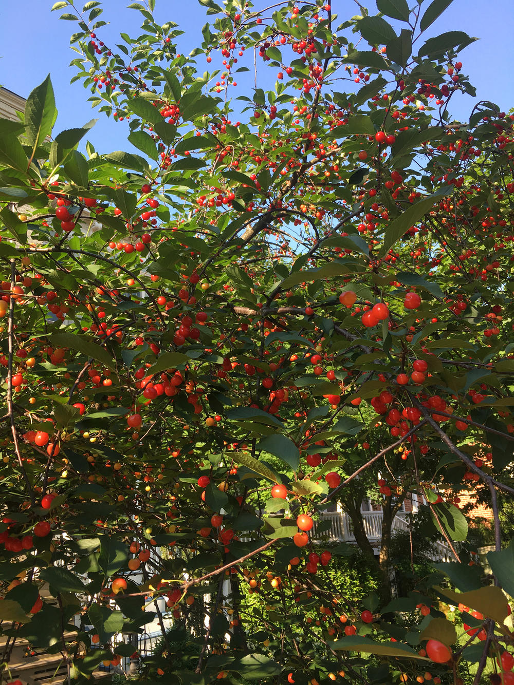 A tart Montmorency cherry tree in Washington, D.C.