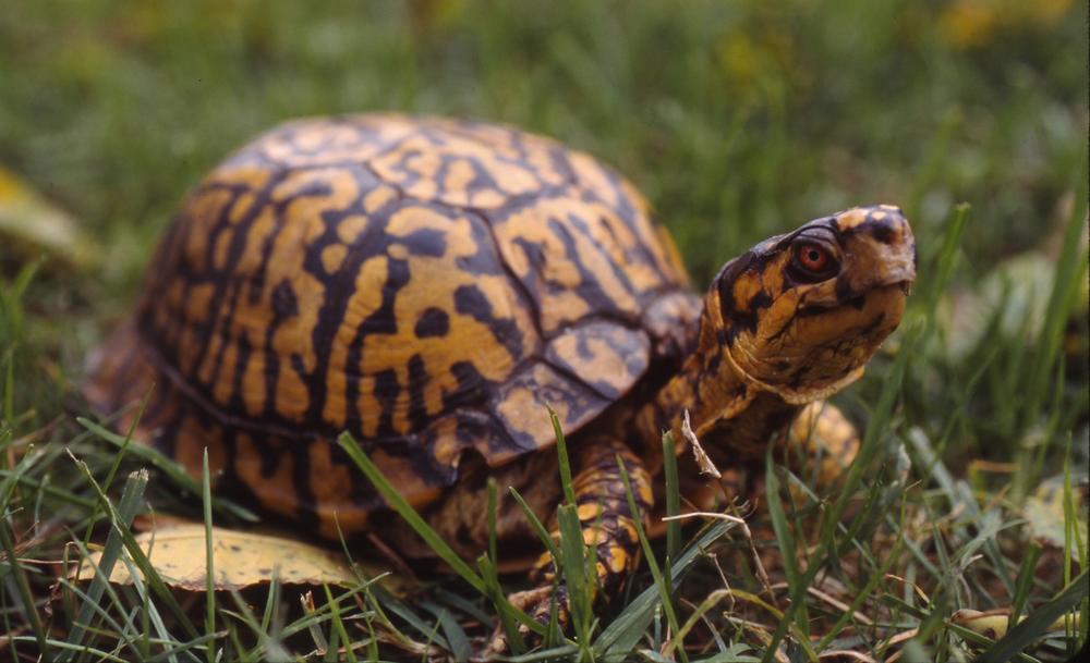 This is one of the best-documented centenarian box turtles, found in 2002 with markings on its shell made in 1921 by a naturalist who had judged it to be at least 20.