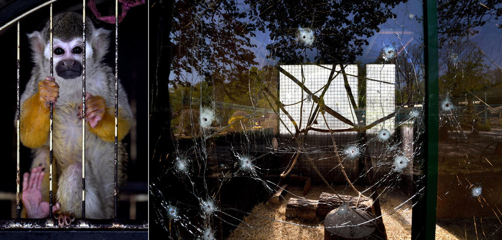 Left: A monkey rescued from at Feldman Ecopark at a temporary shelter in Kharkiv on April 30. Right: Animal enclosures damaged by Russian shelling at the ecopark on May 4.