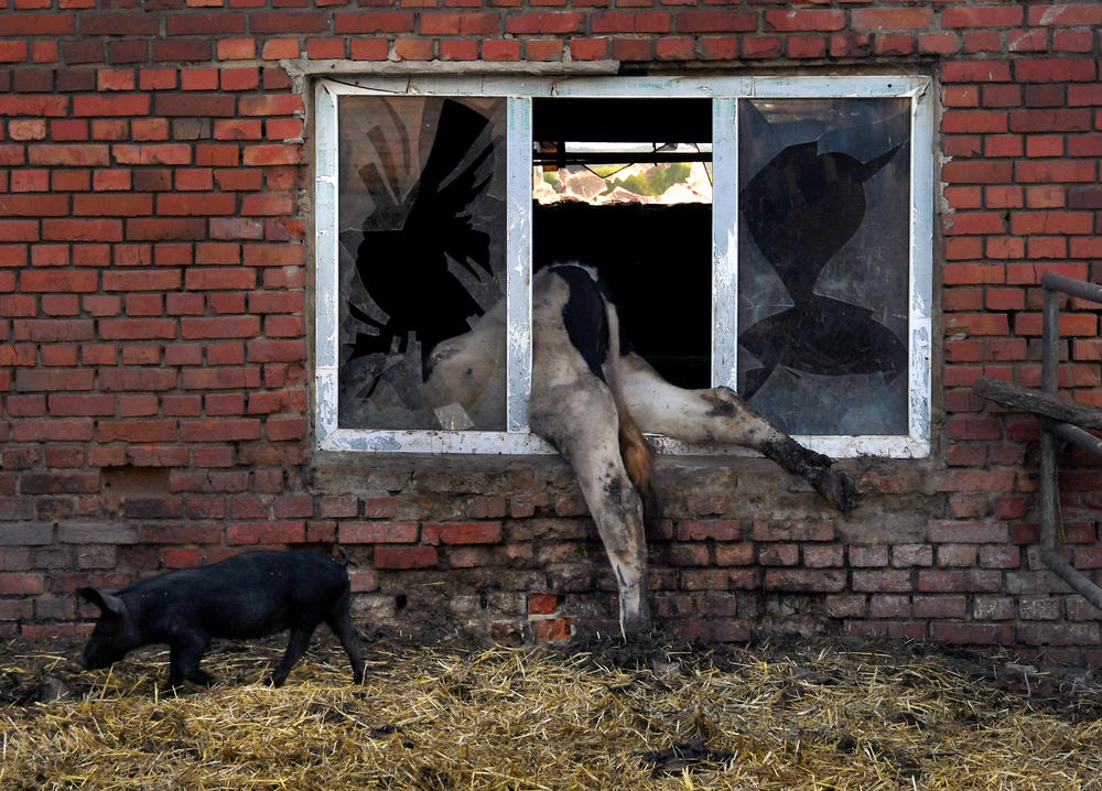 A dead cow at the farm of 58-year-old Oleksandr Novikov, who says he lost 80 cows and 30 pigs during two months of Russian artillery shelling and occupation, in Vilkhivka, Ukraine, on May 14.
