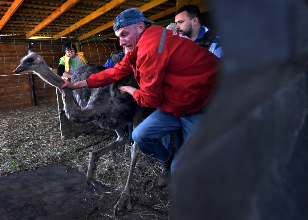 Yevhen Zubchyk assists in the rescue of an ostrich at Feldman Ecopark on the outskirts of Kharkiv on May 5. Zubchyk was injured by shrapnel during Russian shelling later that day. Staff and volunteers made frequent trips to evacuate animals from the park as it was shelled by Russian forces. The rescued animals have been moved to other zoos around Ukraine.