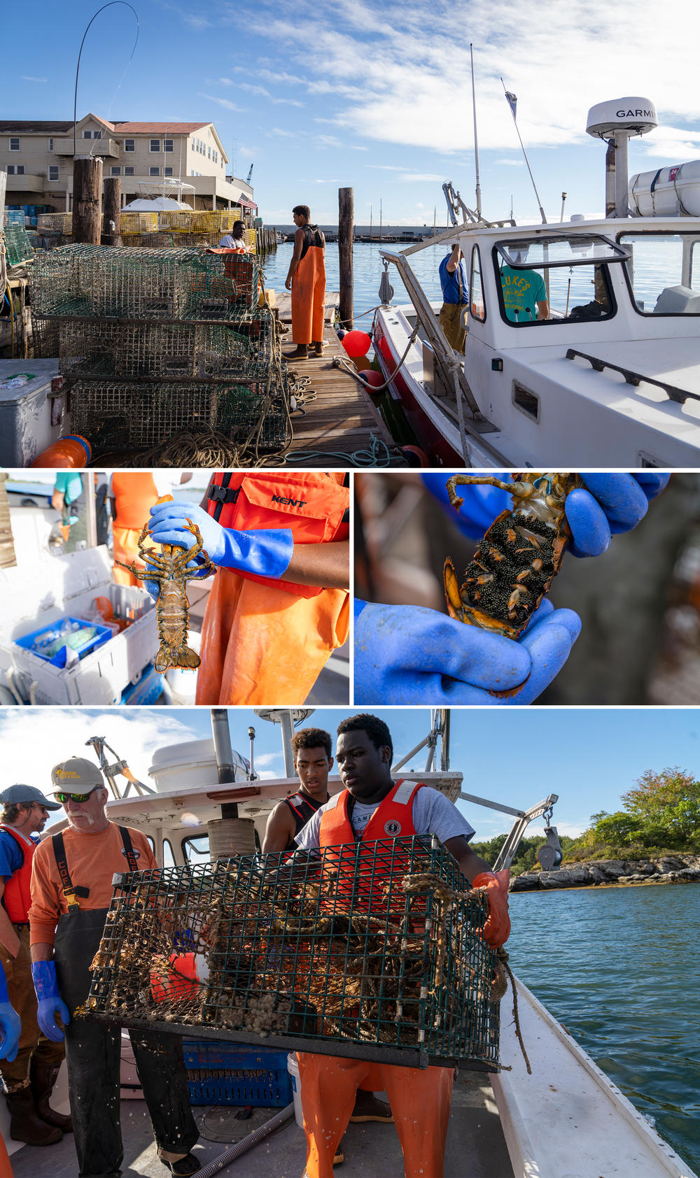 Cris and Josh aboard Sea Smoke in Portland, Maine. Josh holds up a pregnant lobster, which has eggs on its underside.