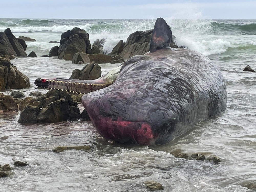 One of 14 dead sperm whales lies washed up on a beach at King Island, north of Tasmania, Australia, on Tuesday.