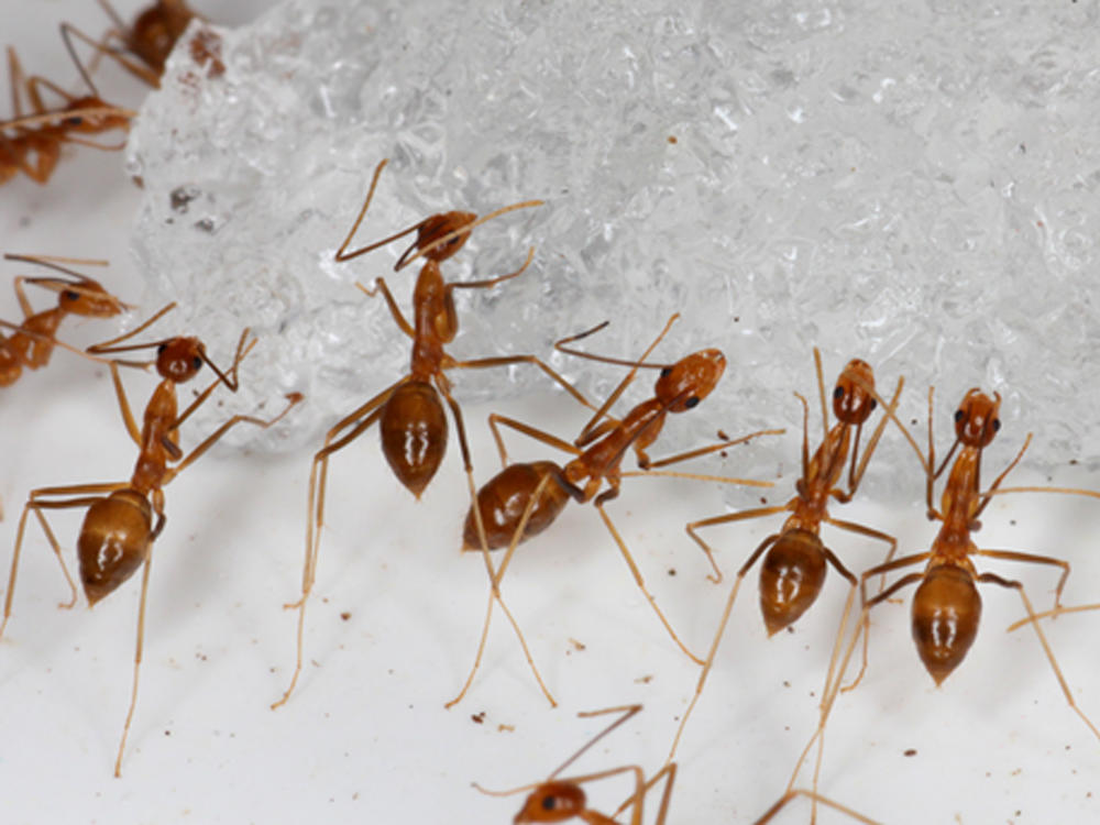 In this photo provided by the U.S. Fish and Wildlife Service, yellow crazy ants are seen in a bait testing efficacy trial at the Johnston Atoll National Wildlife Refuge in December, 2015. An invasive species known as the yellow crazy ant has been eradicated from the remote U.S. atoll in the Pacific.