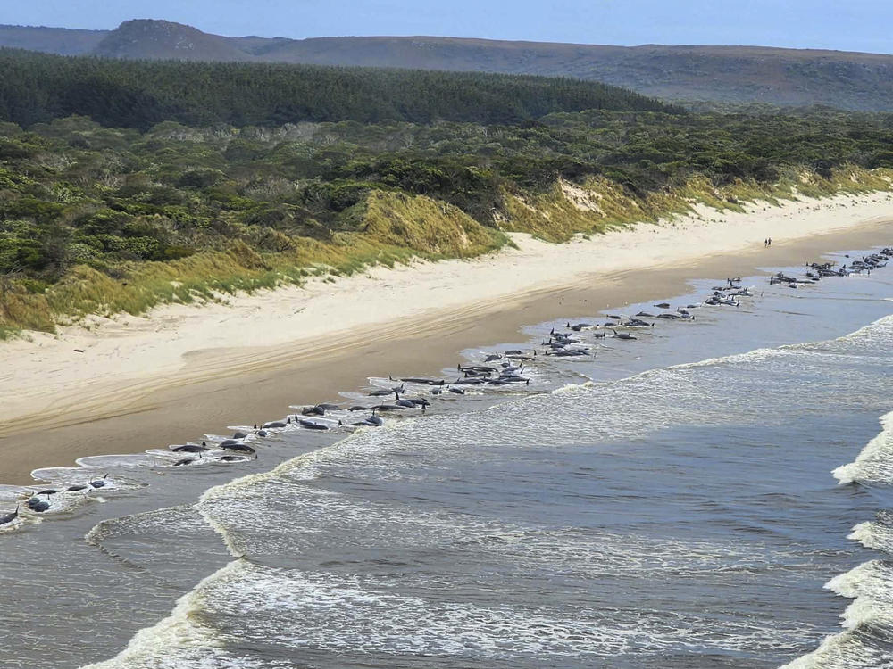 This photo released by Department of Natural Resources and Environment Tasmania, shows whales stranded on Ocean Beach on the west coast of Tasmania of Australia, Sept. 21, 2022.