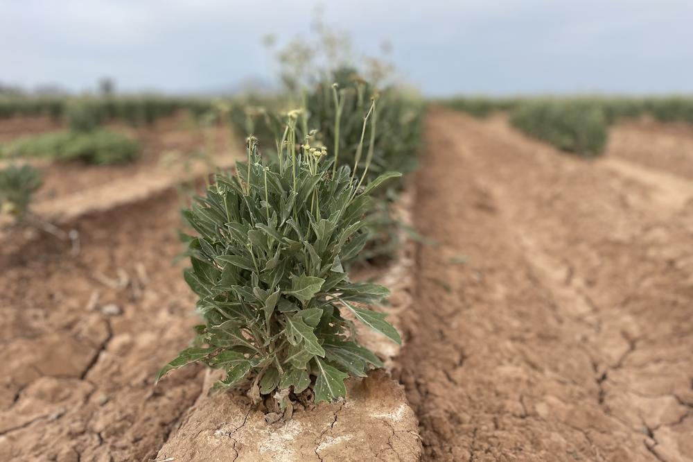Farmer Will Thelander has begun growing a less water intensive desert crop called guayule that produces a natural rubber for tires.