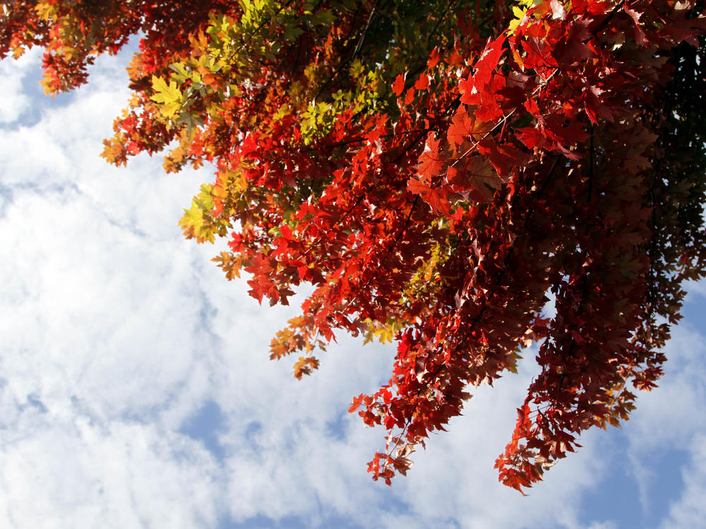 Today is the fall equinox and first day of Autumn, when the sun rises directly in the east and sets directly in the west.